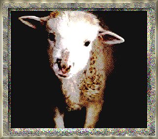 lamb11.jpg