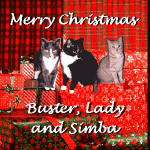 3 Christmas Cats