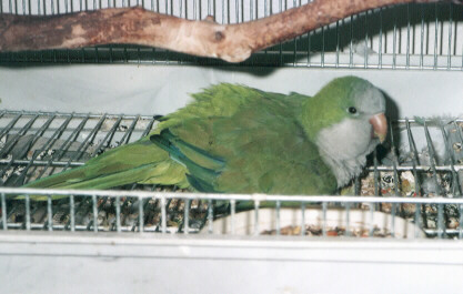 picture of a Quaker Parakeet