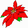 poinsetta