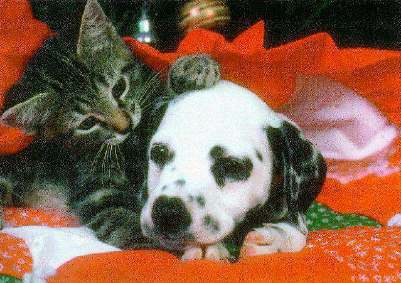 puppy and kitty