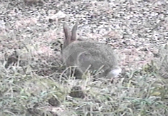 cottontail rabbit