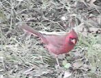 cardinal