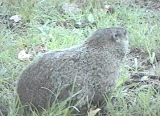 groundhog