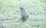 groundhog