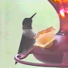 hummingbird