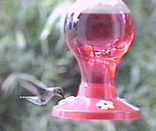 hummingbird