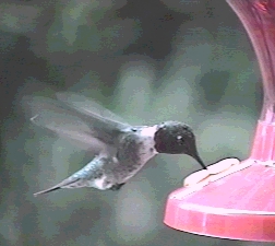 hummingbird