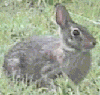 cottontail rabbit