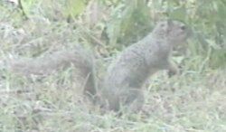 fox squirrel