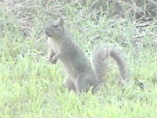 fox squirrel