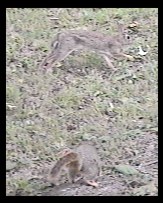 rabbit pestering squirrel