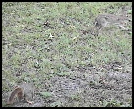 rabbit pestering squirrel