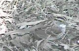 white throated sparrow