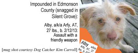Impounded in Edmonson County (snagged in Silent Grove): Alby, a/k/a Arfy, AT, 27 lbs, b 2/12/13, assault with a friendly weapon (mug shot courtesy Dog Catcher Kim Carroll)