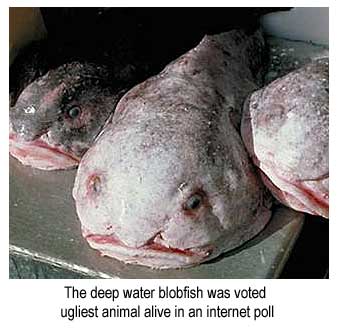 The deep water blobfish was voted ugliest animal alive in an internet poll