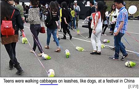 Teens were walking cabbages on leashes, like dogs, at a festival in China (UPI)