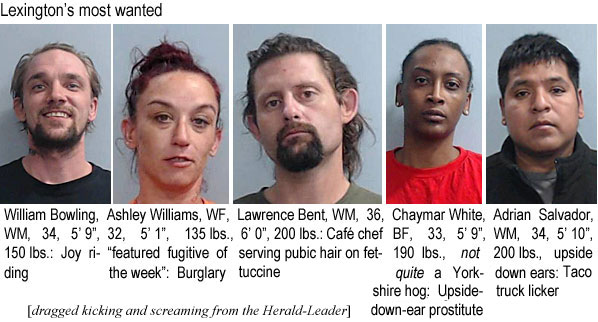 chaymara.jpg Lexington's most wanted: William Bowling, WM, 34, 5'9", 150 lbs, joy riding; Ashley Williams, WF, 32, 5'1", 135 lbs, featureed fugitive of the week, burglary; Lawrence Bent, WM, 36, 6'0", 200 lbs, café chefserving pubic hair on fettuccine; Chaymar White, BF, 33, 5'9", 190 lbs, not quite a Yorkshire hog, upside-down-ear prostitute; Adrian Salvador, WM, 34, 5'10", 200 lbs, upside down ears,, taco truck licker (dragged kicking & screaming from the Herald-Leader)