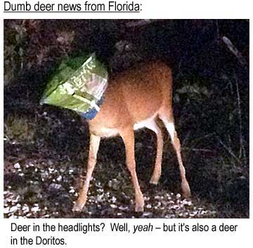Deer in the headlights? Well, yeah - but it's also a deer in the Doritos