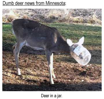 Dumb deer news from Minnesota: Deer in a jar