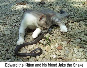 Edward the Kitten and his friend Jake the Snake