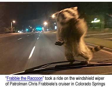 frabbier.jpg "Frabbie the Raccoon" took a ride on Patrolman Chriss Frabbiele's patrol car in Colorado Springs