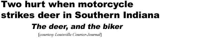 Two hurt when motorcycle strikes deer in Southern Indiana, the deer, and the biker (Courier-Journal)