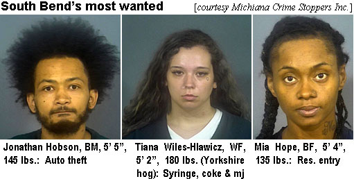 hobsonjo.jpg South Bend's most wanted: (Michiana Crime Stoppers Inc.) Jonathan Hobson, BM, 5'5", 145 lbs, auto theft; Tiana Wiles-Hlawicz, WF, 5'2", 180 lbs (Yorkshire hog), syringe, coke & mj; Mia Hayes, BF, 5'4", 135 lbs, res entry