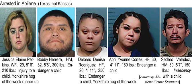 jessibob.jpg Arrested in Abilene (Texas, not Kansas): Jessica Elaine Perkins, WF, 29, 5'6", 210 lbs, injury to a child, Yorkshire hog of the week runner-up; Bobby Herrera, HM, 32, 5'8", 300 lbs, endanger a child; Delores Denise Rodriguez, HF, 26, 4'11", 250 lbs, endanger a child, Yorkshire hog of the week; April Yvonne Cortez, HF, 30, 4'11", 160 lbs, endanger a child; Sedero Valadez, HM, 30, 5'7", 150 lbs, indecency with a child (Abilene Crime Stoppers)