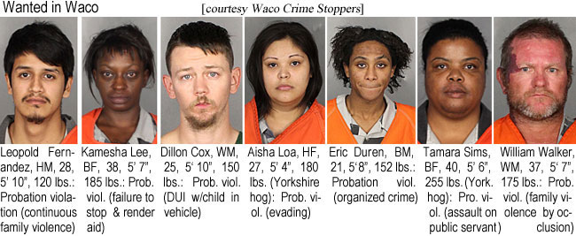 kameshal.jpg Wanted in Waco (Waco Crime Stoppers): Leopole Fernandez, HM, 28, 5'10", 120 lbs, probation violation (continuous family violence); Kamesha Lee, BF, 38, 5'7", 185 lbs, prob viol failure to stop & render aid; Dillon Cox, WM, 25, 5'10", 150 lbs, prob viol DUI w/child in vehicle; Aisha Loa, HF, 27, 5'4", 180 lbs (Yorkshire hog), prob viol evading; Eric Duren, BM, 21, 5'8", 152 lbs, probation viol organized crime; Tamara Sims, BF, 40, 5'6", 255 lbs (York. hog), pro viol assault on public servant; William Walker, WM, 37, 5'7", 175 lbs, prob viol family violence by occlusion