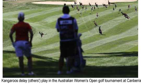 Kangaroos delay (others') play the Australian Women's Golf Open Tournament at Canberra