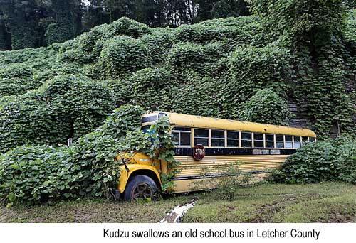 Kudzu swallows an old school bus in Letcher County