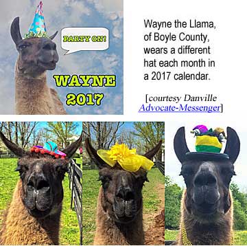 llamahat.jpg Wayne the Llama, of Boyle County, wears a different hat each month in a 2017 calendar (Lex18)