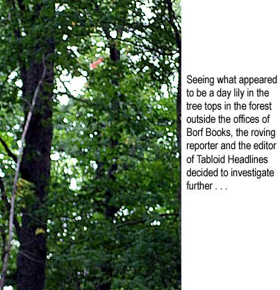 Seeing what appeared to be a day lily in the tree tops in the forest outside the offices of Borf Books, the roving reporter and the editor of Tabloid Headlines decided to investigate further . . .