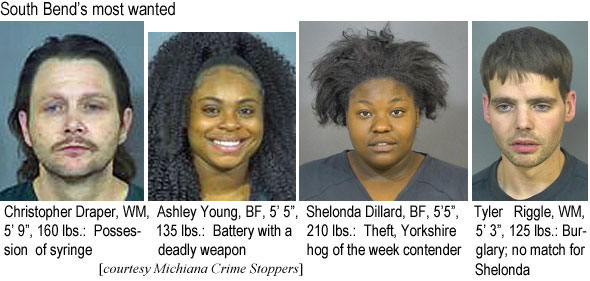 shelondy.jpg South Bend's most wanted: Christopher Draper, WM, 5'9", 160 lbs, possession of syringe; Ashley Young, BF, 5'5", 135 lbs, battery with a daadly weapon; Shelonda Dillard, BF, 5'5", 210 lbs, theft, Yorkshire hog of the week; Tyler Riggle, WM, 5'3", 125 lbs, burglary; no match for Shelonda (Michiana Crime Stopper)