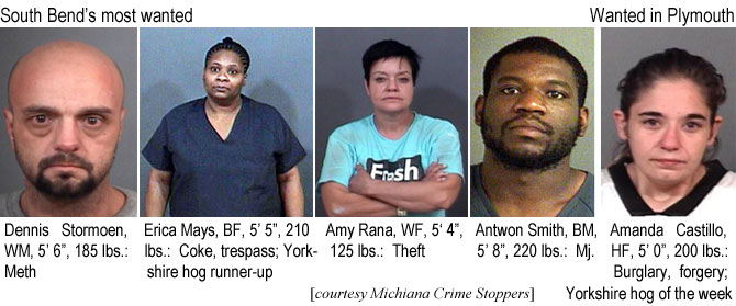 stormoen.jpg South Bend's most wanted: Dennis Stormoen, WM, 5'6", 185 lbs, meth; Erica Mays, BF, 5'5", 210 lbs, coke, trespass, Yorkshire hog runner-up; Amy Rana, WF, 5'4", 125 lbs, theft; Antwon Smith, BM, 5'8", 220 lbs, mj; Wanted in Plymouth: Amanda Castillo, HF, 5'0", 200 lbs, burglaary, forgery, Yorkshire hog of the week (Michiana Crime Stoppers)