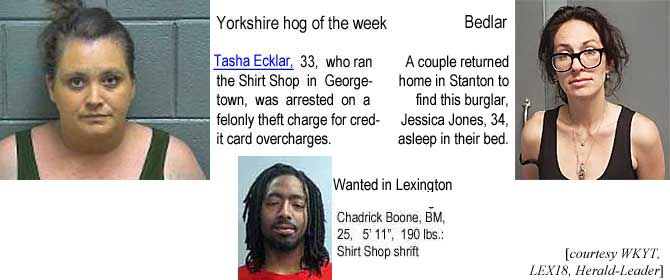 tashchad.jpg Yorkshire hog of the week: Tasha Ecklar,33, who ran the Shirt Shop n Georgetown, was arrested on a felony theft charge for credit card overcharges; Bedlar: A couple in Stanford returned home to find this burglar, Jessica Jones, asleep in their bed; Wanted in Lexington: Chadrick Boone, BM, 25, 5'11", 190 lbs, Shirt Shop shrift (WKYT, LEX18, Herald-Leader)