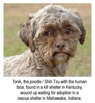 Tonik, the poodle / Shih Tzu with a human face found in a kill shelter in Kentucky, wound up waiting for adoption at a rescue shelter in Mishawaka, Indiana