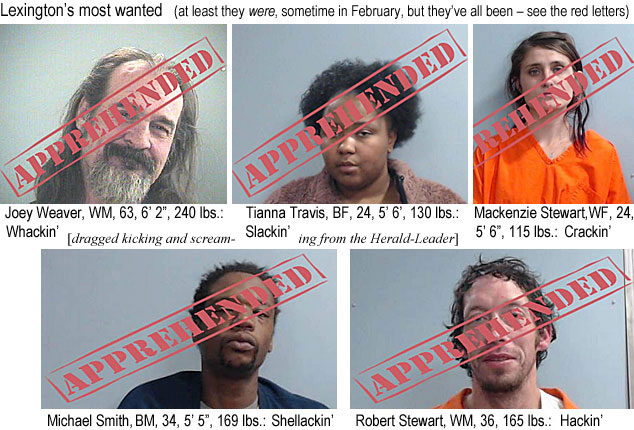 weaverjo.jpg Lexington's most wanted (at least they were, sometime in February, but they've all been - see the red letters [APPREHENDED]: Joey Weaver,WM, 63, 6'2", 240 lbs, whackin'; Tianna Travis,BF, 24, 5'6", 130 lbs, slackin'; Mackenzie Stewart, WF, 24, 5'6", 115 lbs, crackin', Michael Smith, BM, 34, 5'5", 169 lbs, shellackin'; Robert Stewart, WM, 36, 165 lbs, hackin' (dragged kicking & screaming from the Herald-Leader)