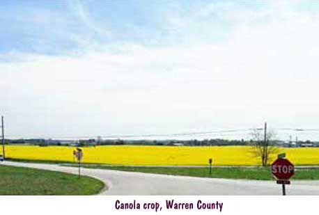 canola01.jpg Canola crop, Warren County