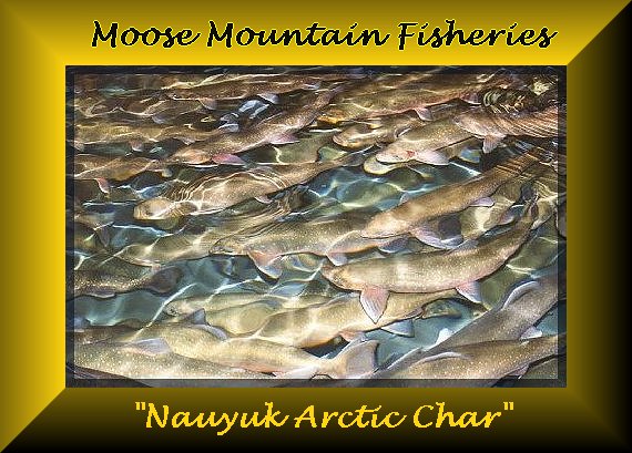 Moose Mountain Fisheries!
