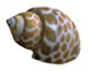 shell.gif (4323 bytes)