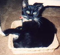 Photo: Cat laying in basket.