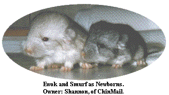 ewok and smurf.gif (23148 bytes)