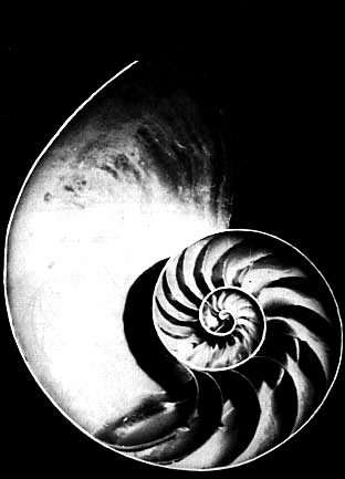 [nautilus