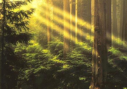Baby Redwoods