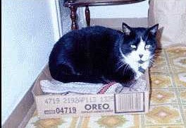 photo of Bones in his favorite box