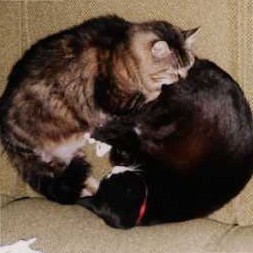 photo of cats Fred and Bones snoozing on couch