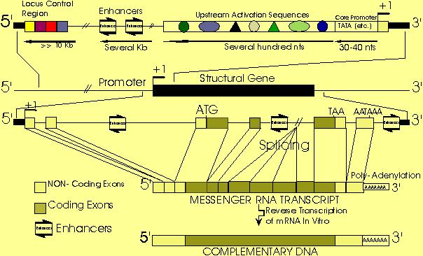 [The Basic unit of Eukaryotic Transcription]