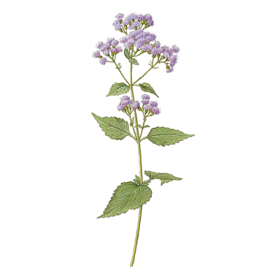 Boneset